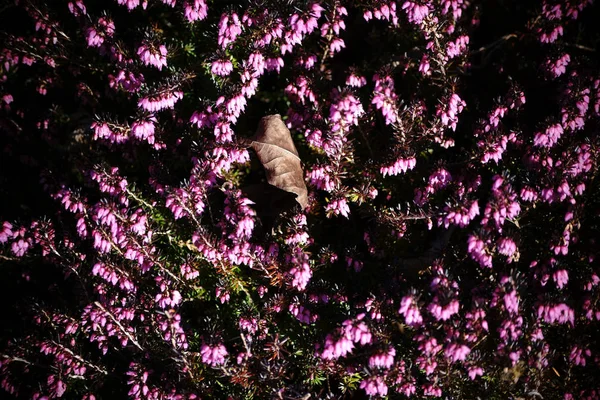 Heather flowerbed bovenaanzicht — Stockfoto