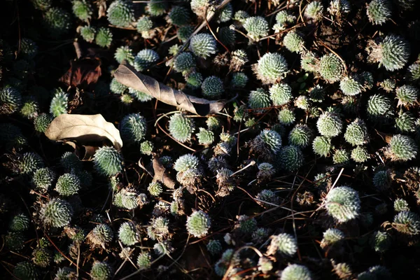 Androsace planta closeup — Fotografia de Stock