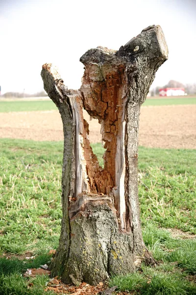 Gamla ihåliga träd — Stockfoto