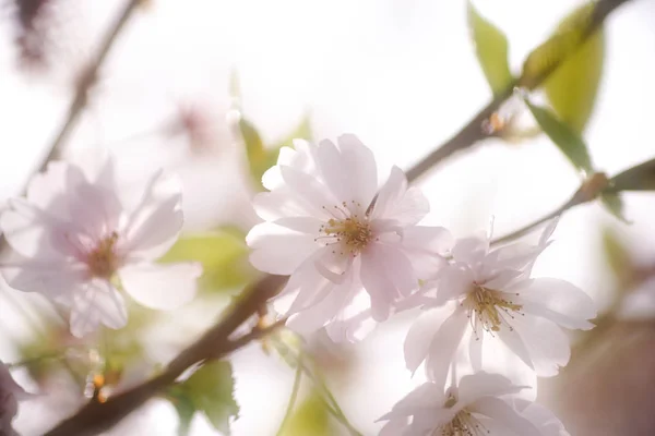 White Cherry Blossoms — Stock Photo, Image