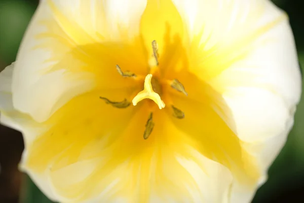 Querida tulipa amarela — Fotografia de Stock