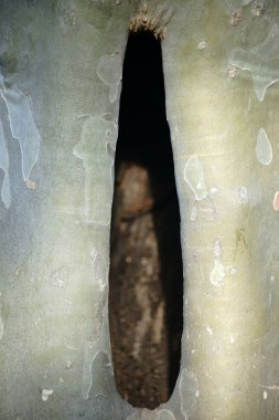 içi boş ağaç gövdesi