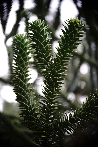 Branch of a Monkey-puzzle tree — Stock Photo, Image