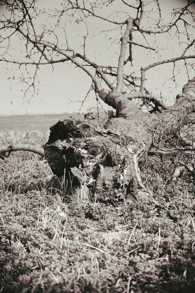 Kırık ağaç gövdesi — Stok fotoğraf