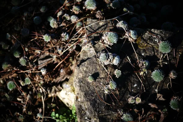 Androsace 植物のクローズ アップ — ストック写真