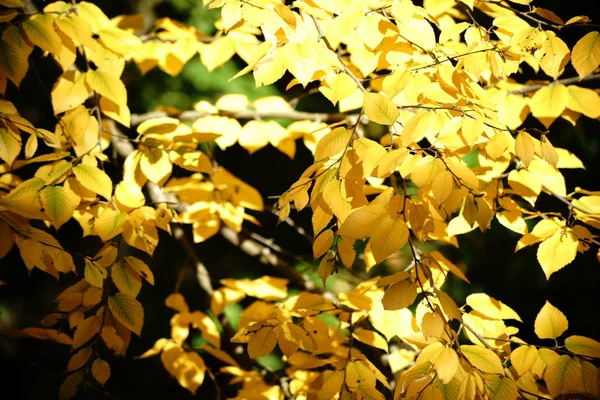 Foglie di autunno Betulla dolce — Foto Stock