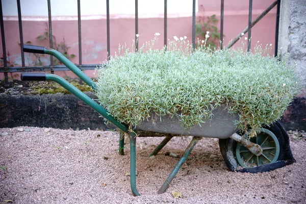 Wheelbarrow with floral decor — Stock Photo, Image