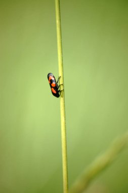 Ağustosböceği makro portre