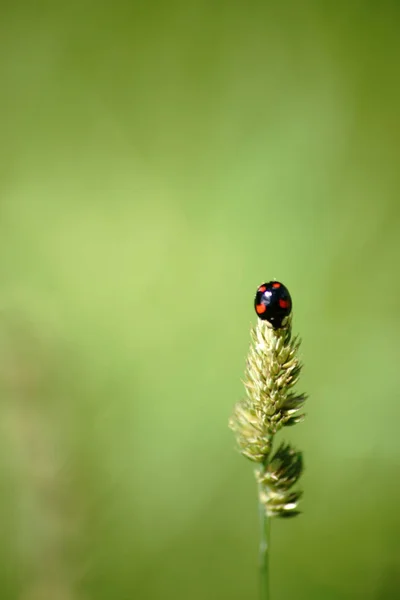 Üst üste ihmal edilen bisiklet — Stok fotoğraf