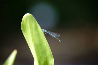 Su tesisi üzerinde oturan yusufçuk