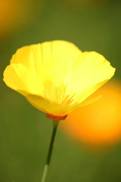 Flor de amapola California —  Fotos de Stock