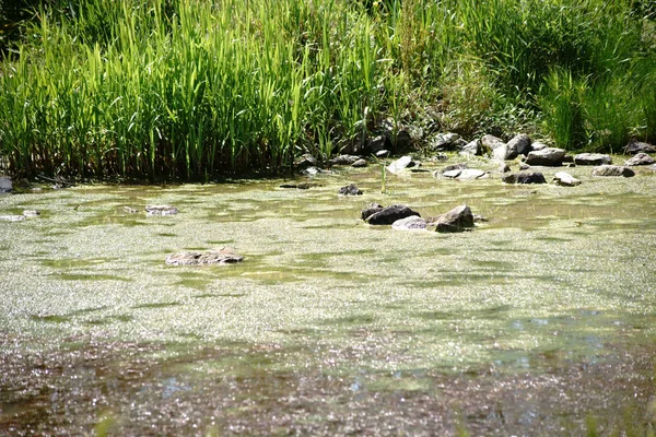 Swampy and muddy pond — Stock Photo, Image