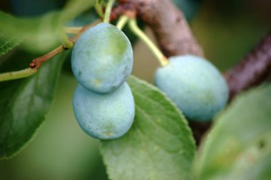 Bahar olgunlaşmamış Erik