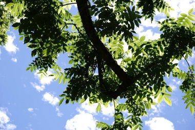 Fındık ağacı gölgelik