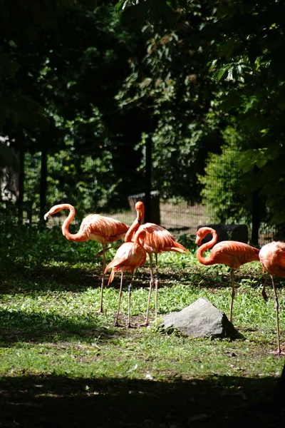 Flamingos rosa pássaros — Fotografia de Stock