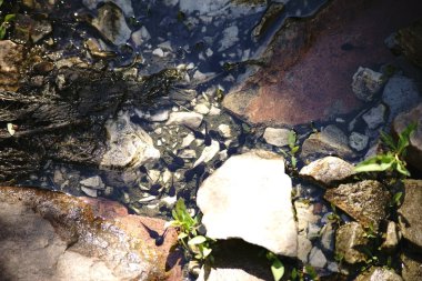 Kurbağa yavrularını temiz su altında