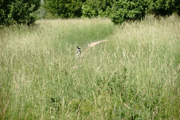 Joven perro corriendo — Foto de Stock