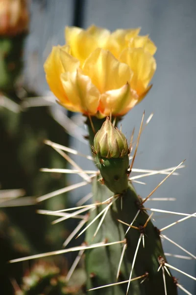 サボテンの花のクローズ アップ — ストック写真