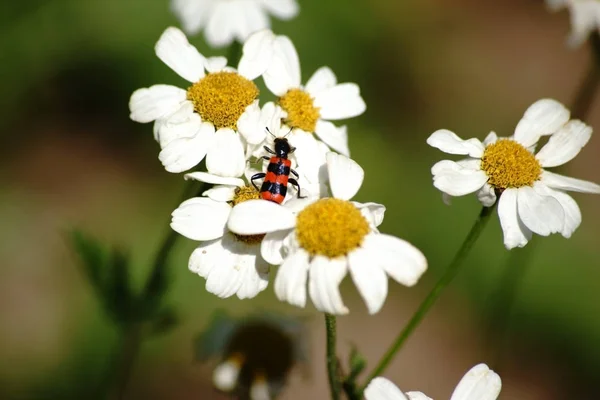 Trichodes apiarius na stokrotki — Zdjęcie stockowe