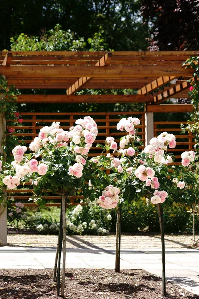 Trimmed rose tree — Stock Photo, Image