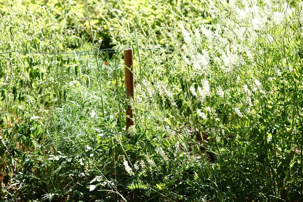 Hierbas silvestres en la valla — Foto de Stock