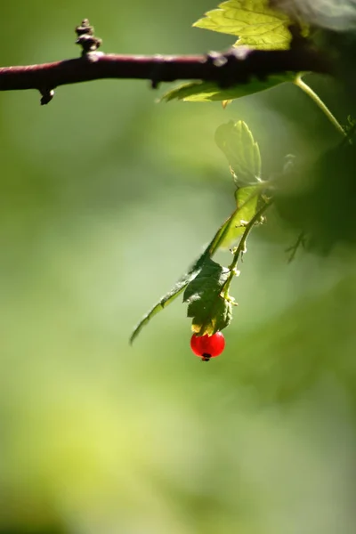 Grosella roja única — Foto de Stock