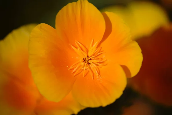 Califórnia flor de papoula Macro — Fotografia de Stock