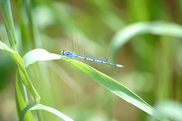 Libélula macro en la hierba —  Fotos de Stock