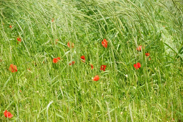 Poppies on the edge of the field — Stock Photo, Image