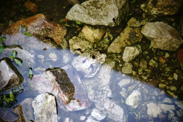 Tadpoles는 얕은 물에서 — 스톡 사진