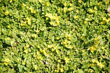 Moneywort çiçek üstten görünüm