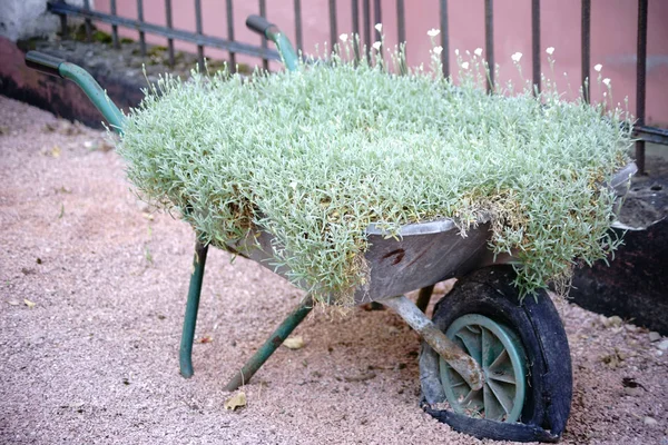 Wheelbarrow with floral decor — Stock Photo, Image