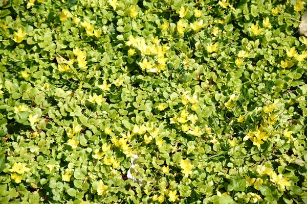 Moneywort 花トップ ビュー — ストック写真