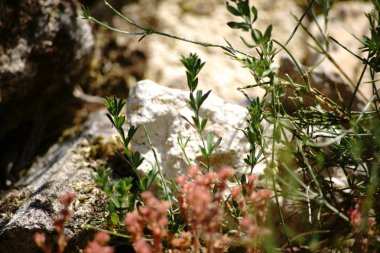 Vahşi bitkiler ile rock Bahçe