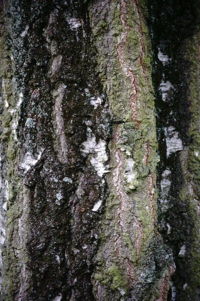 Δέντρο Σημύδα φλοιός — Φωτογραφία Αρχείου
