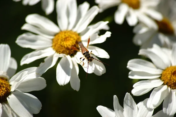 Escarabajo de cuerno largo en margaritas —  Fotos de Stock