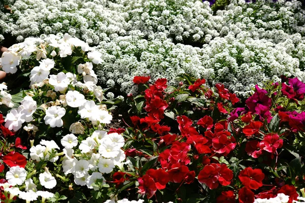 Colorful garden bed — Stock Photo, Image