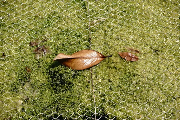 Cubierta del estanque sobre el estanque — Foto de Stock