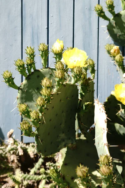Kaktus framför plankan vägg — Stockfoto