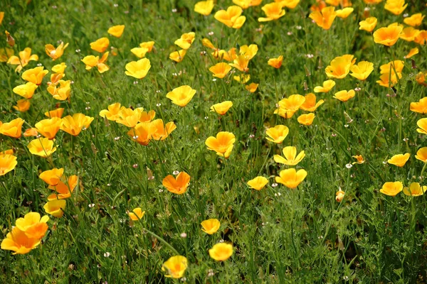 캘리포니아 poppys 꽃 침대 — 스톡 사진