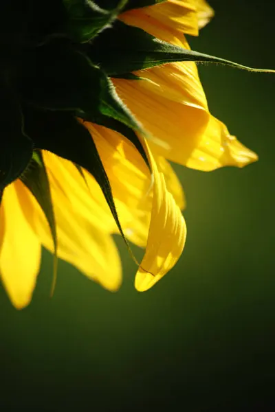 Girasol en la luz de fondo —  Fotos de Stock