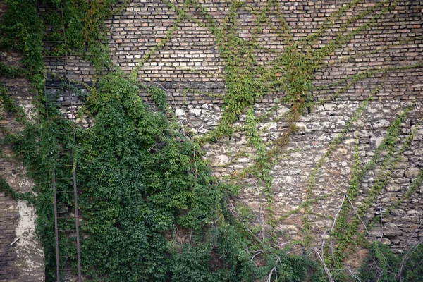Oude muur met planten — Stockfoto