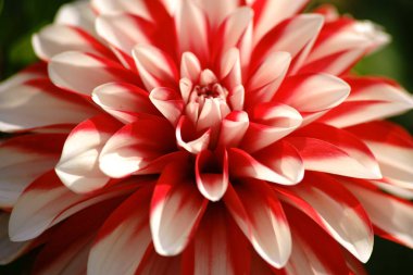 Dahlia güneş ışığı altında