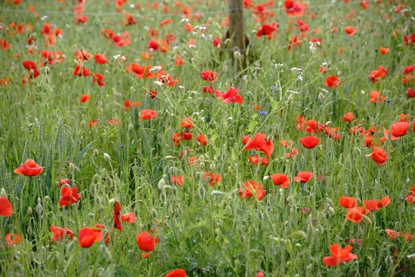 Flower meadow with poppies — Stock Photo, Image