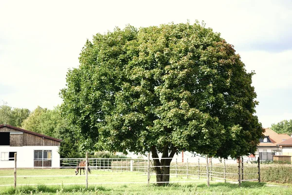 Hästgård med träd — Stockfoto