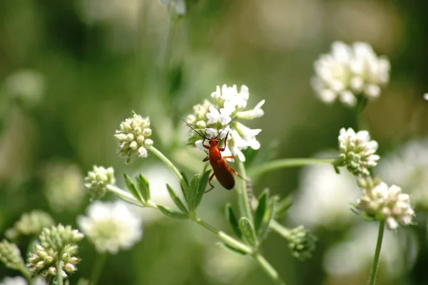 Gemensamma röd soldat Beetle på Dorycnium — Stockfoto
