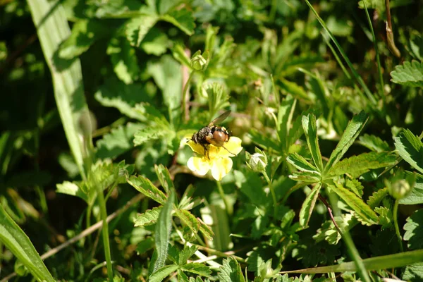 Macro della mosca di Tachina — Foto Stock