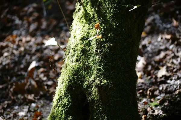 Mossy boomstronk — Stockfoto