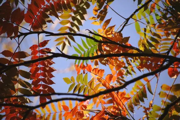 Herfstbladeren staghorn sumak — Stockfoto