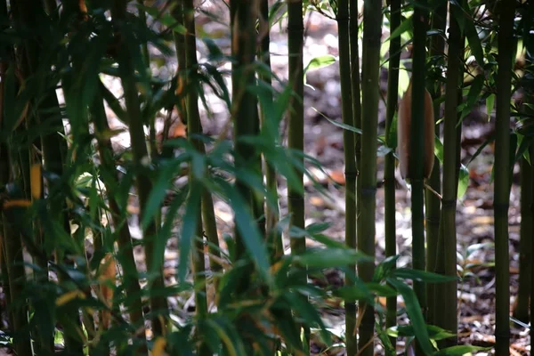 Bambus Seite Seite Stiele Und Bambussprosse Des Narihira Bambus Semiarundinaria lizenzfreie Stockbilder
